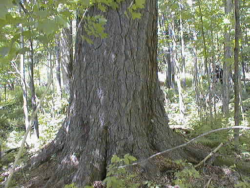 Forest picture with a large tree in the center of teh photo
