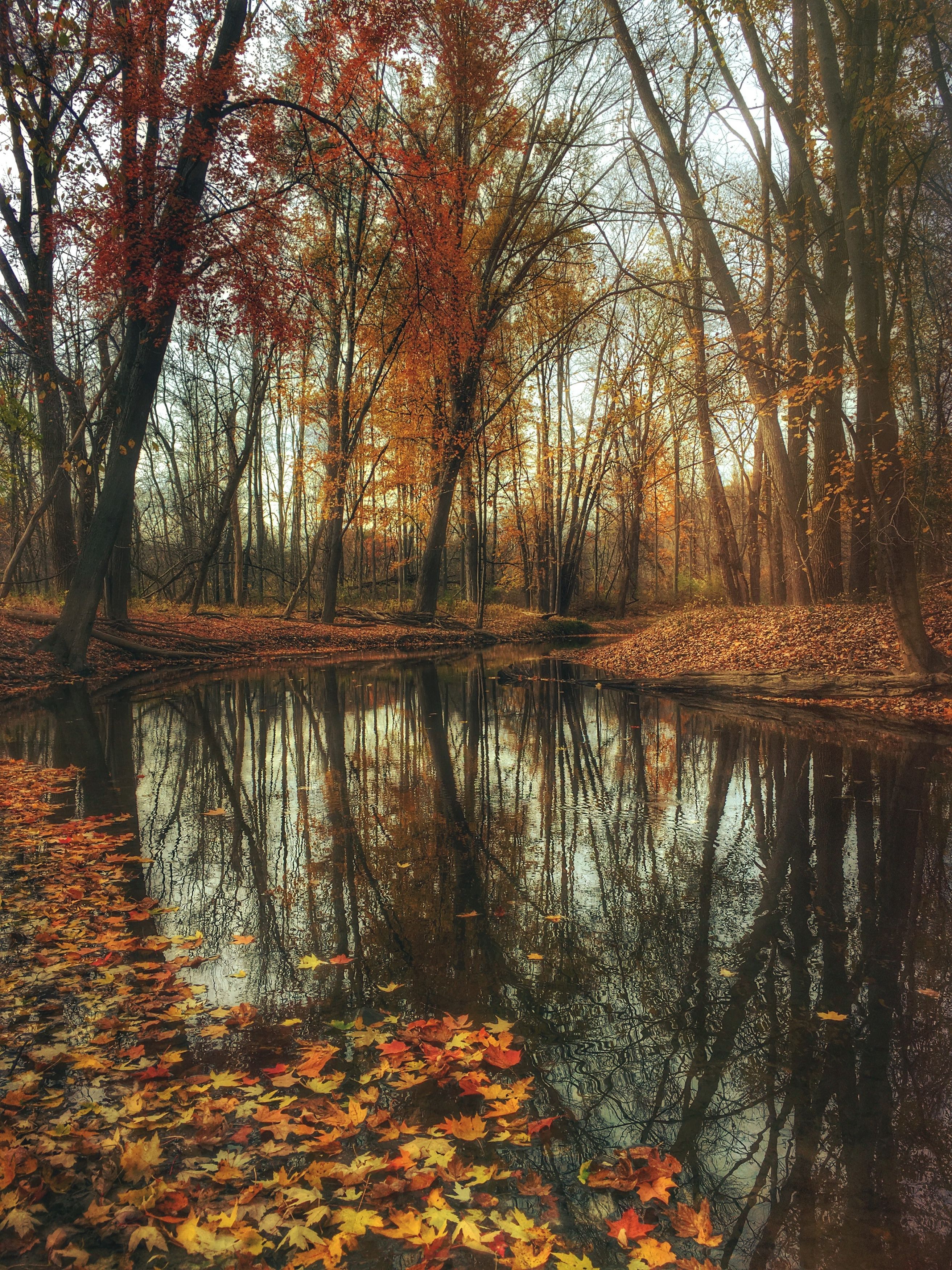 Pond covered with fall leaves