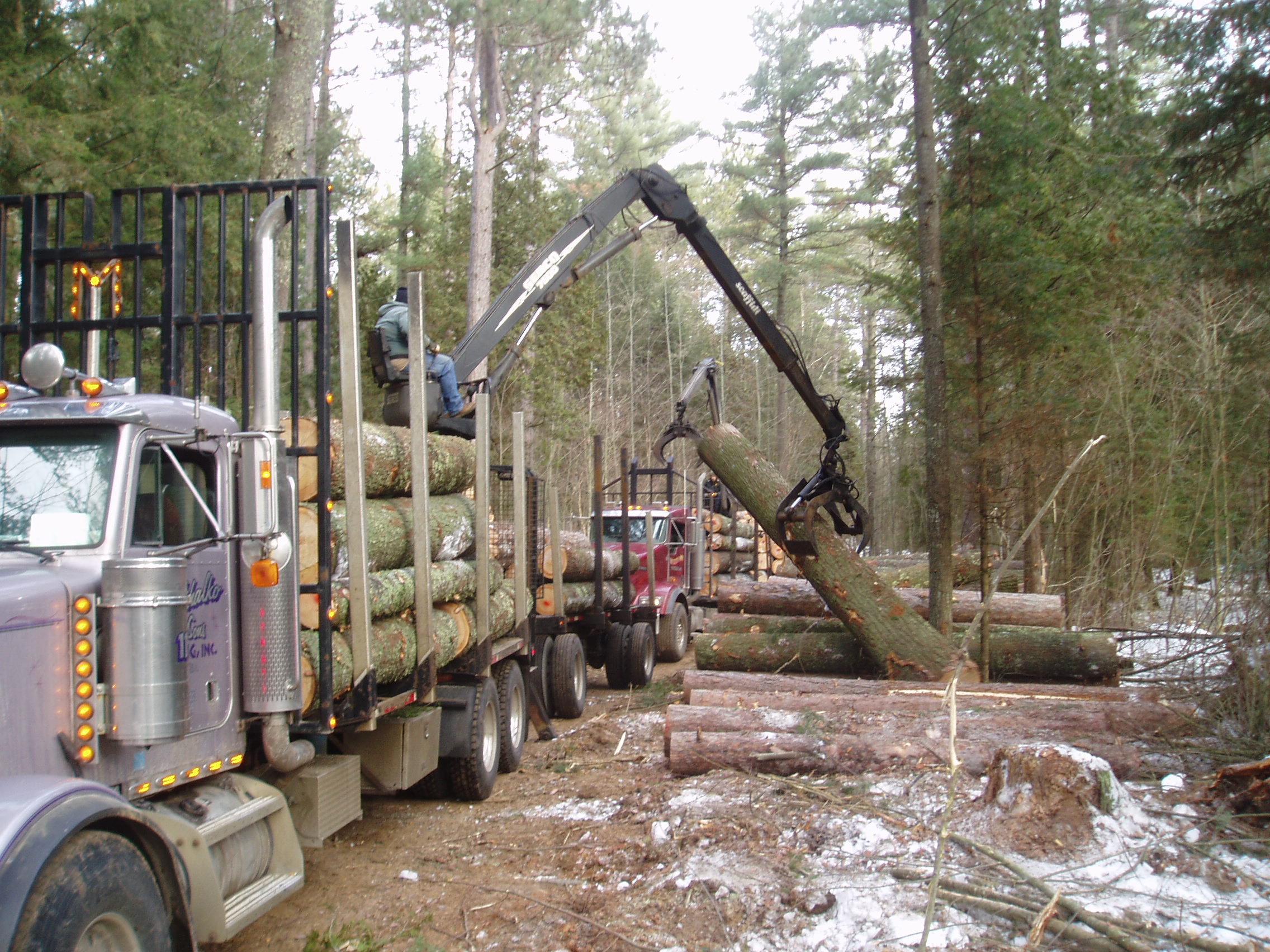 Logging truch loading logs onto a truck