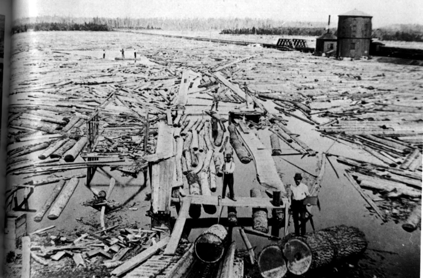 River clogged with cut logs