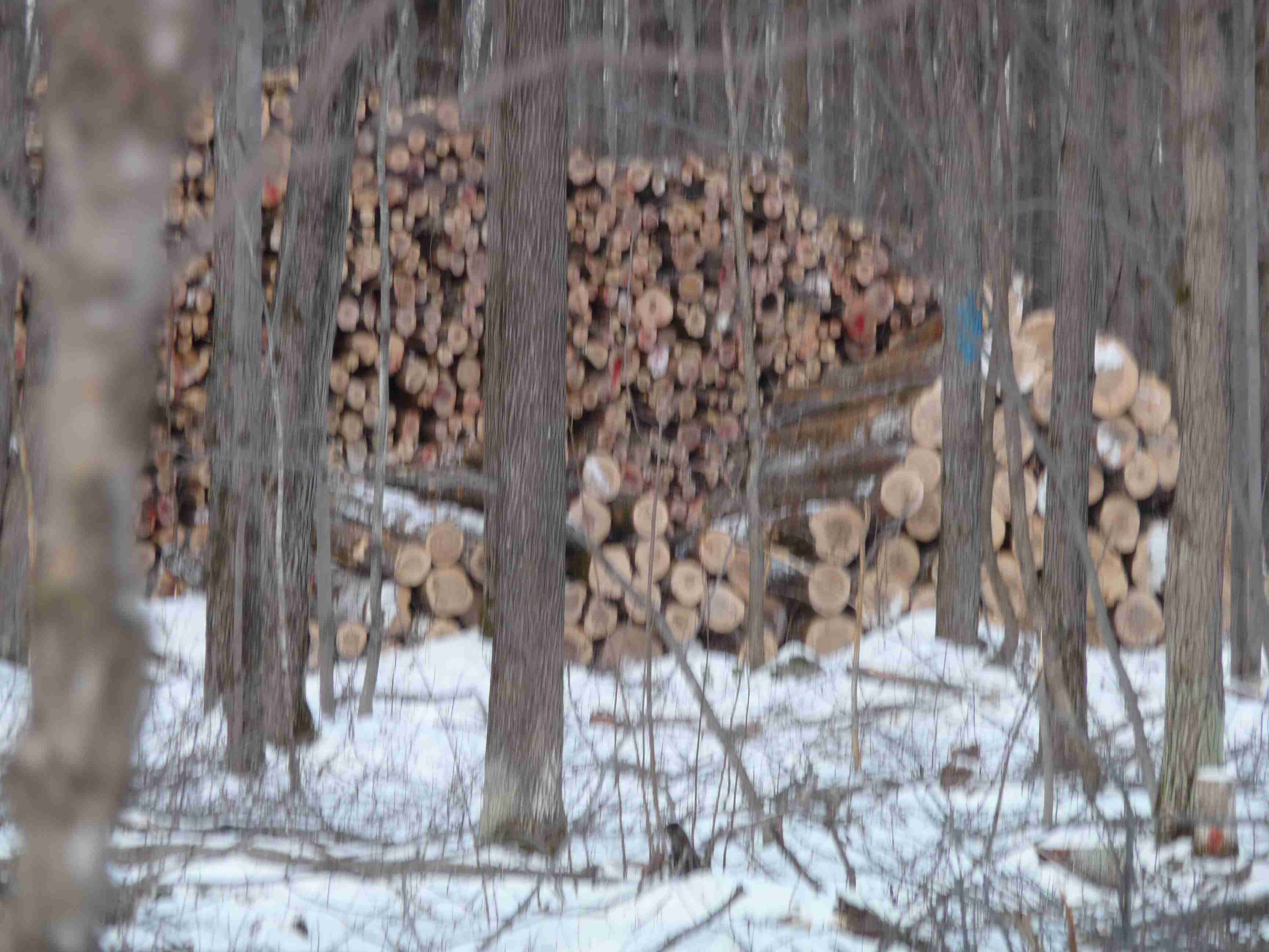 Snow covered wooded scene with several large stacks of saw timber waiting to be picked up and taken to a sawmill.