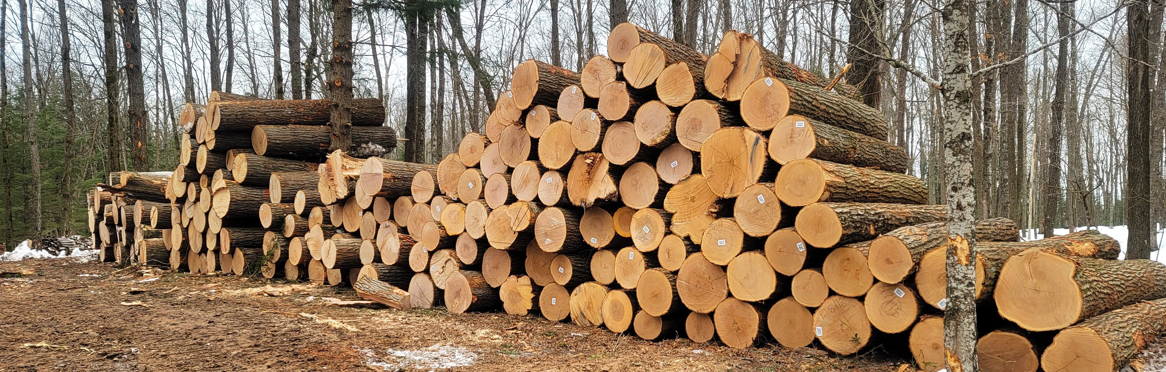 Timber harvest ready to be loaded on trucks.